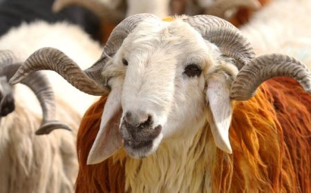 Kurban Bayramı Nedir, Anlamı ve Önemi