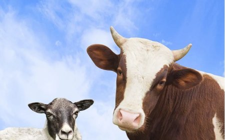 Kurban Kesmek Kimlere Vaciptir?